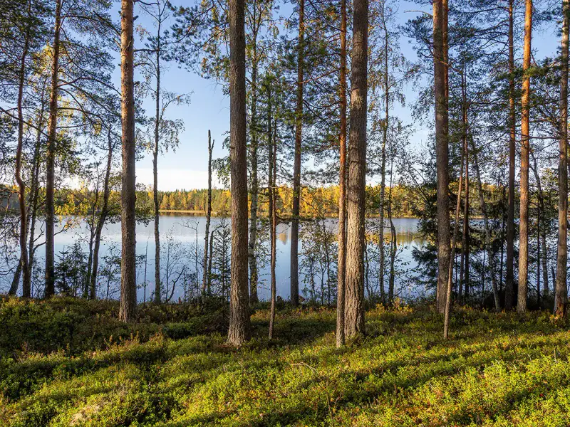 Deux terrains rive ~3 000 m² chacun (6 000 m²), Härkäjärvi — Suomenniemi / Mikkeli — 3