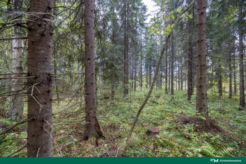 Terrain constructible ~6 358 m² (RA ≤250 k-m²), rive sud Saimaa — Anttola / Mikkeli — 8