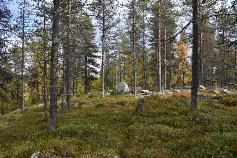 Mökki nature ~21 m², 16,3 ha, rive Tiuramatala — Muonio — 18