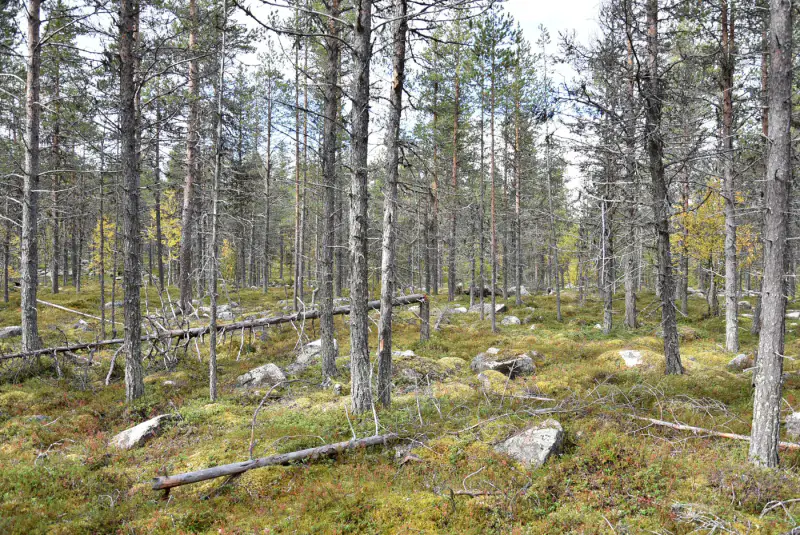 Mökki nature ~21 m², 16,3 ha, rive Tiuramatala — Muonio — 17