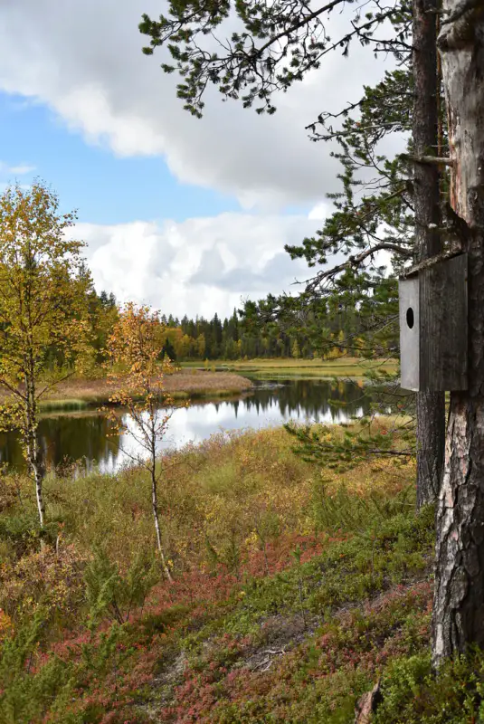 Mökki nature ~21 m², 16,3 ha, rive Tiuramatala — Muonio — 11