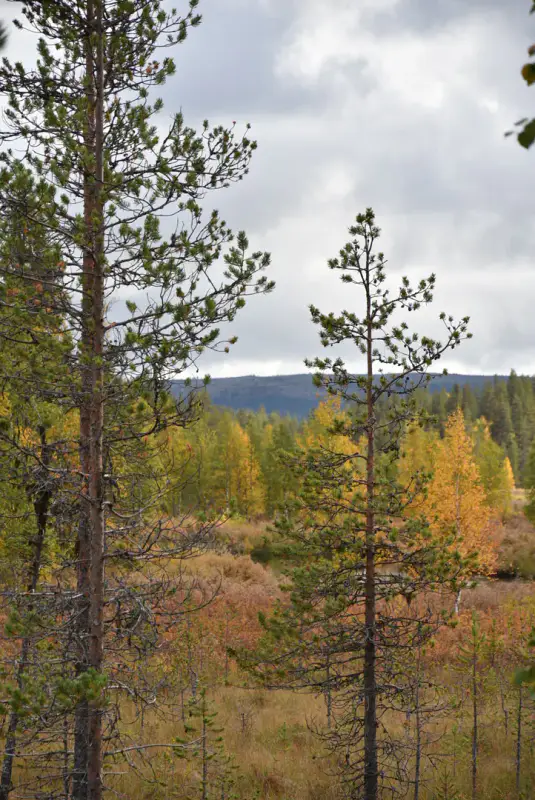 Mökki nature ~21 m², 16,3 ha, rive Tiuramatala — Muonio — 9