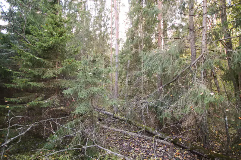 Terrain de loisirs sur l’île de Kaita : 10 240 m² de terre + 1,98 ha d’eau, ~80 m de rive de mer privée, droits 120 m² — Merimasku / Naantali — 8