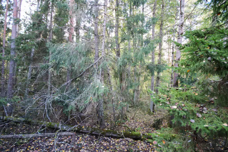 Terrain de loisirs sur l’île de Kaita : 10 240 m² de terre + 1,98 ha d’eau, ~80 m de rive de mer privée, droits 120 m² — Merimasku / Naantali — 7