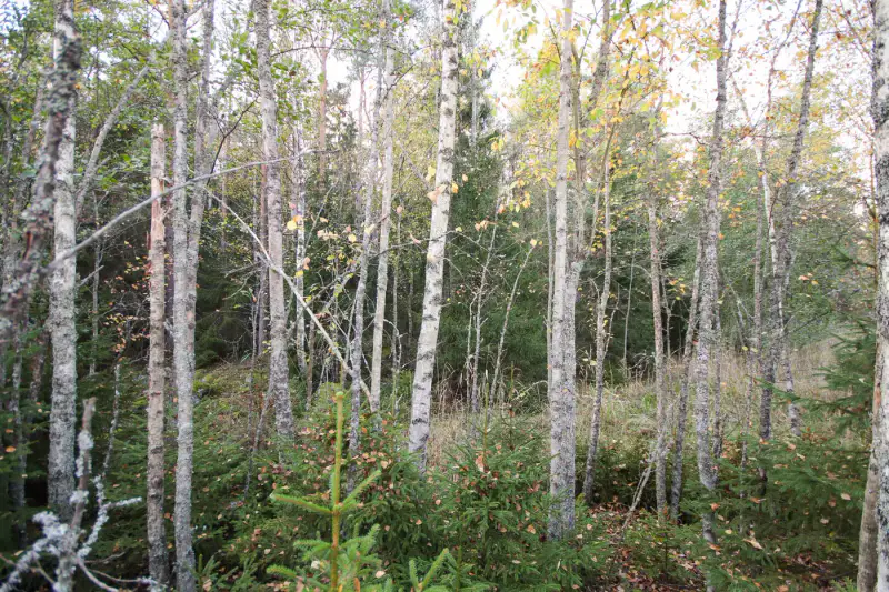 Terrain de loisirs sur l’île de Kaita : 10 240 m² de terre + 1,98 ha d’eau, ~80 m de rive de mer privée, droits 120 m² — Merimasku / Naantali — 9