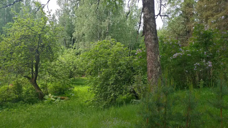 Maison 1946 ~52 m² + sauna, deux parcelles ~2,02 ha rive — Nyystölä / Padasjoki — 6
