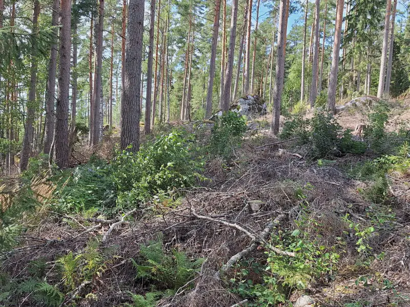 Terrain 5 138 m² (~65 m rive) + ancienne rantasauna, Päijänne — Seitniemi / Padasjoki — 14