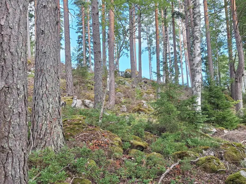 Terrain 5 138 m² (~65 m rive) + ancienne rantasauna, Päijänne — Seitniemi / Padasjoki — 11