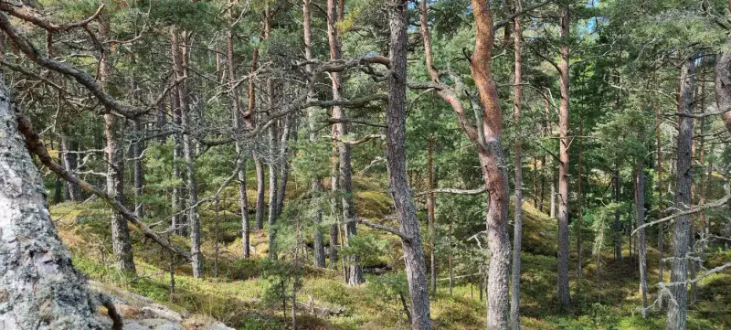 Terrain île ~7,1 ha, droit RA1 200 m², ~400 m rive Haraskärsfjärden — Haraskär / Nauvo / Parainen — 18
