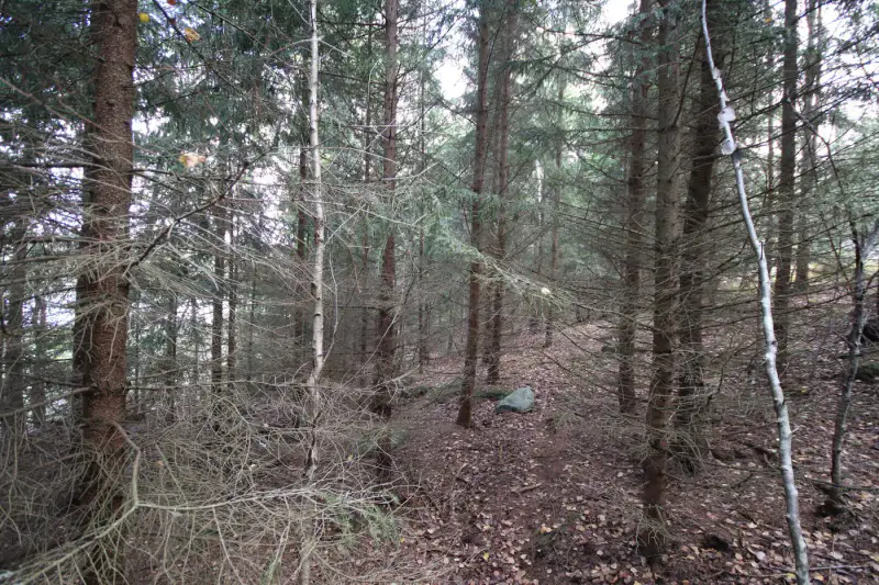 Terrain constructible 1,18 ha, ~100 m rive privée mer, droits 200 m² — Högsar, Nauvo (Parainen) — 6