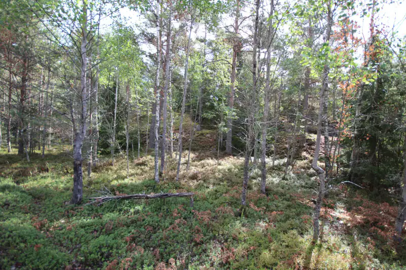 Terrain constructible 1,18 ha, ~100 m rive privée mer, droits 200 m² — Högsar, Nauvo (Parainen) — 4