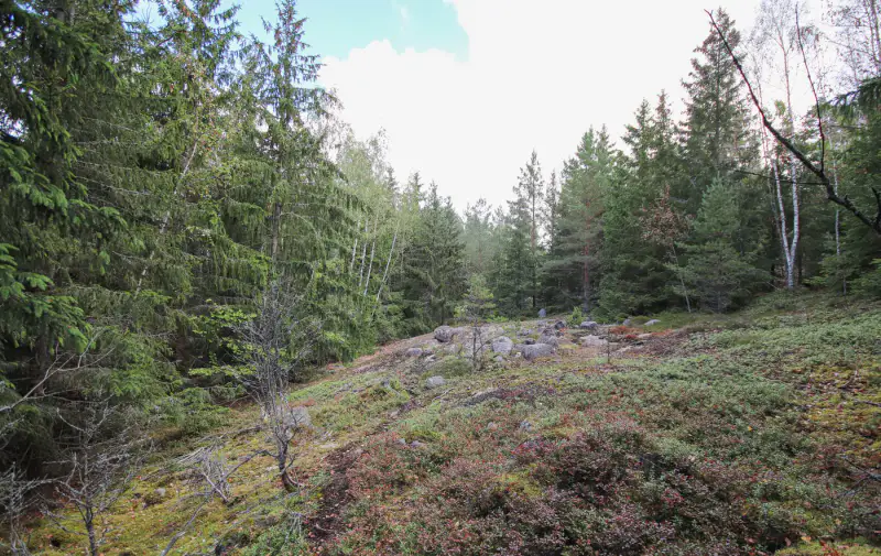 Terrain constructible 1,18 ha, ~100 m rive privée mer, droits 200 m² — Högsar, Nauvo (Parainen) — 8