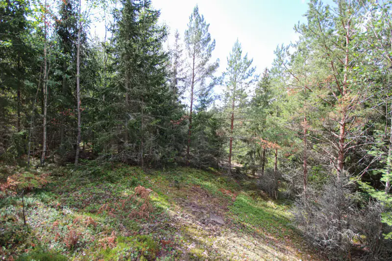 Terrain constructible 1,18 ha, ~100 m rive privée mer, droits 200 m² — Högsar, Nauvo (Parainen) — 3