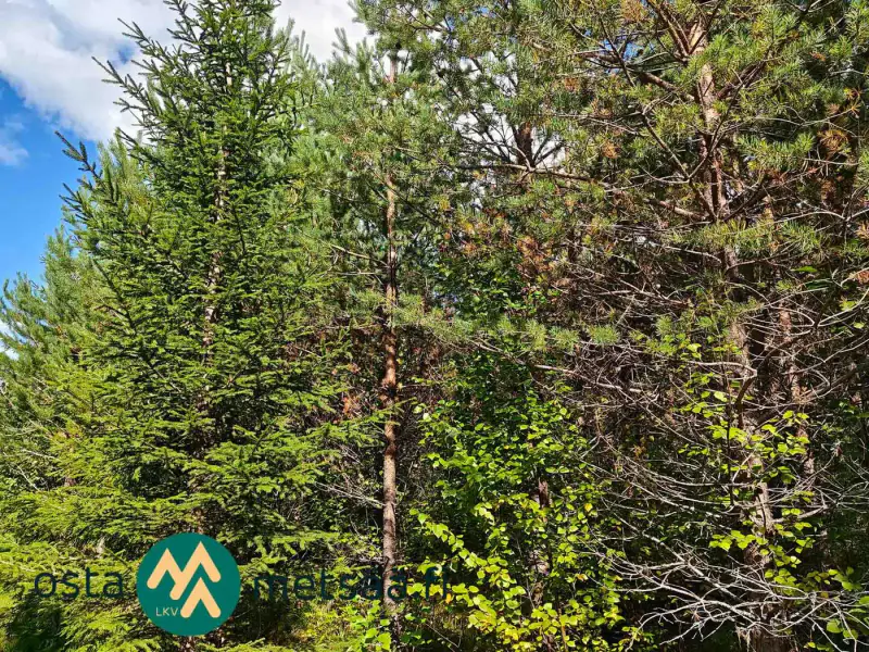 Terrain constructible ~2,6 ha avec rive Kirkkojärvi — Niemenperä / Parkano (bâtiments à démolir) — 10