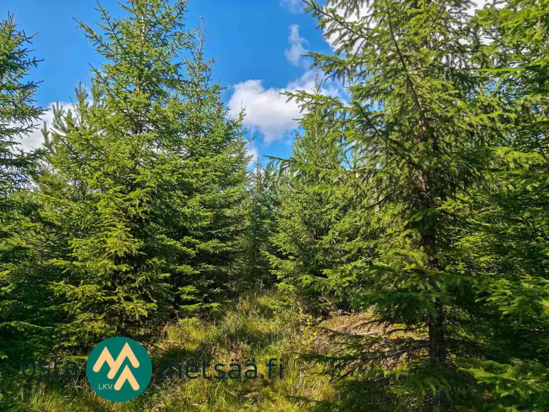 Terrain constructible ~2,6 ha avec rive Kirkkojärvi — Niemenperä / Parkano (bâtiments à démolir) — 7