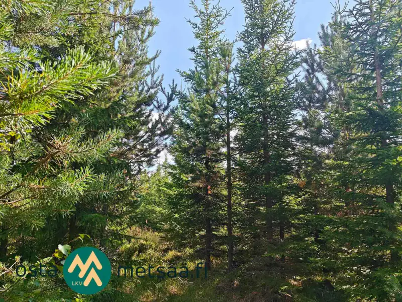 Terrain constructible ~2,6 ha avec rive Kirkkojärvi — Niemenperä / Parkano (bâtiments à démolir) — 8