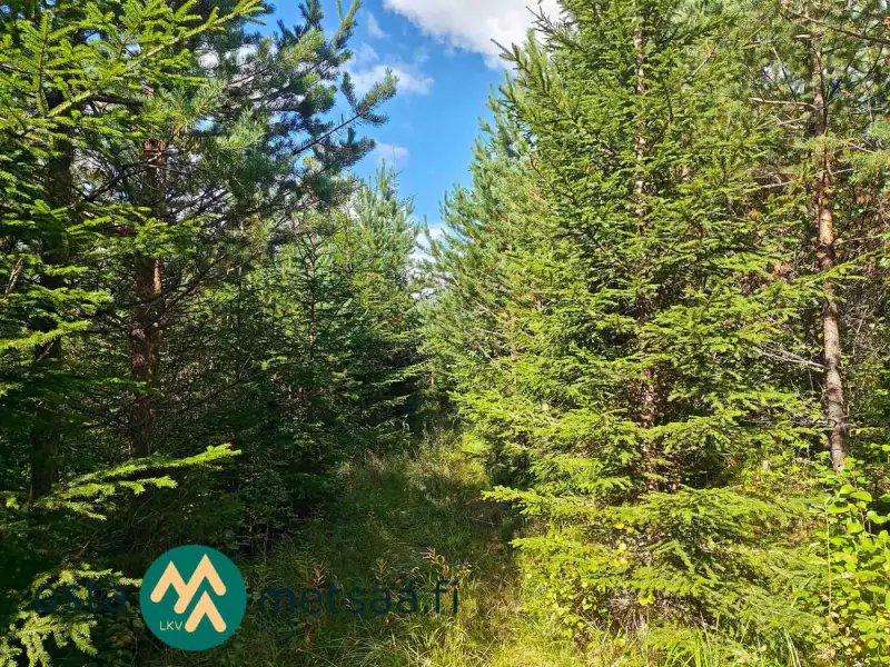 Terrain constructible ~2,6 ha avec rive Kirkkojärvi — Niemenperä / Parkano (bâtiments à démolir) — 9