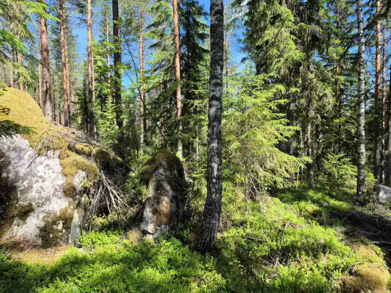 Terrain rive nord-est Ruokojärvi, 5 252 m² (tontti 2) — Ruokojärvi / Pieksämäki — 12