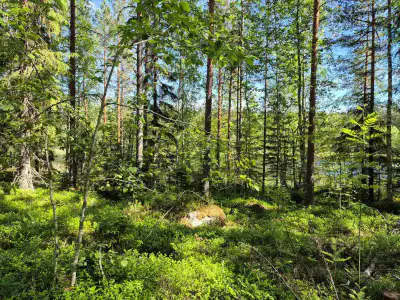 Terrain rive nord-est Ruokojärvi, 5 252 m² (tontti 2) — Ruokojärvi / Pieksämäki — 1