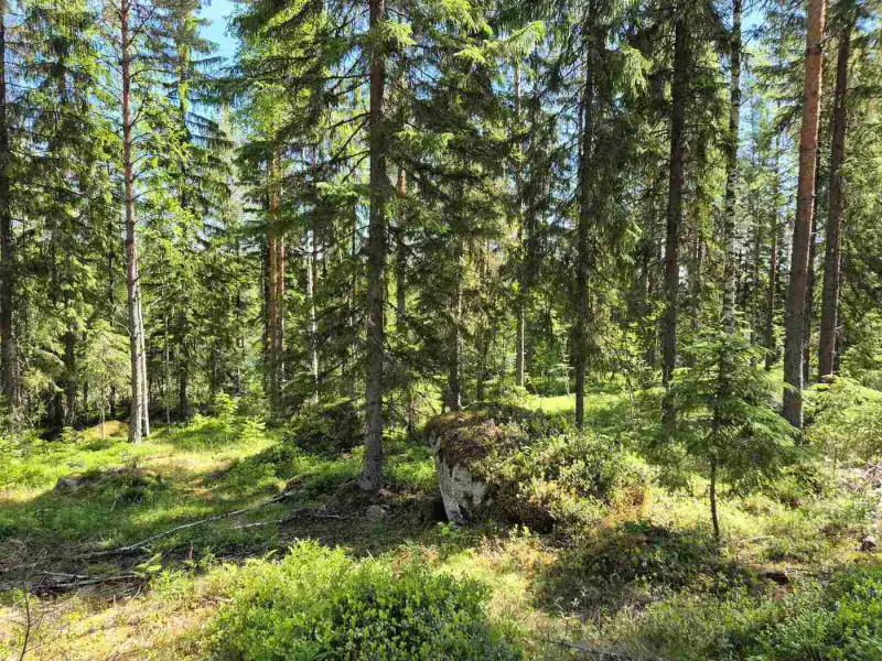 Terrain rive nord-est Ruokojärvi, 5 252 m² (tontti 2) — Ruokojärvi / Pieksämäki — 9