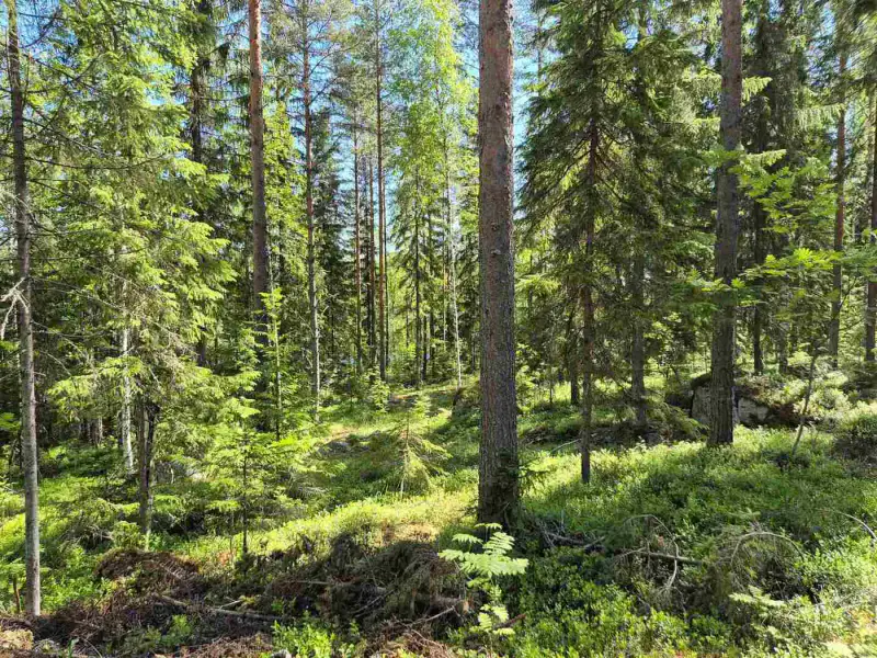 Terrain rive nord-est Ruokojärvi, 5 252 m² (tontti 2) — Ruokojärvi / Pieksämäki — 7