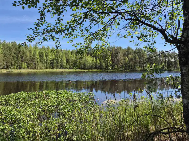Terrain rive nord-est Ruokojärvi, 5 252 m² (tontti 2) — Ruokojärvi / Pieksämäki — 13