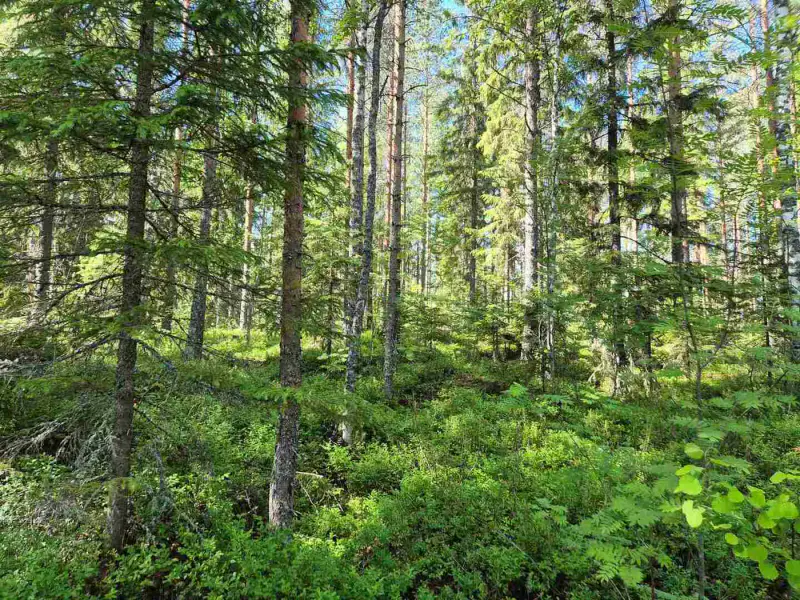 Terrain rive nord-est Ruokojärvi, 5 252 m² (tontti 2) — Ruokojärvi / Pieksämäki — 8