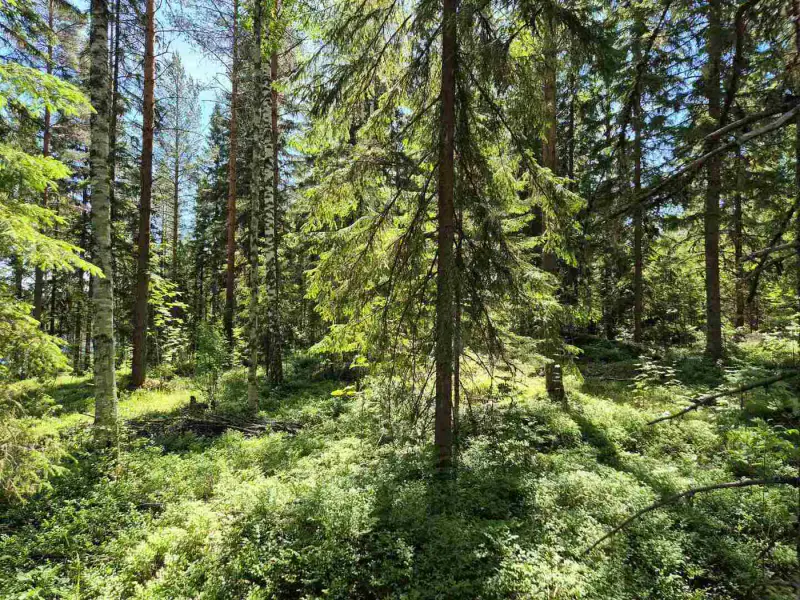Terrain rive nord-est Ruokojärvi, 5 252 m² (tontti 2) — Ruokojärvi / Pieksämäki — 10