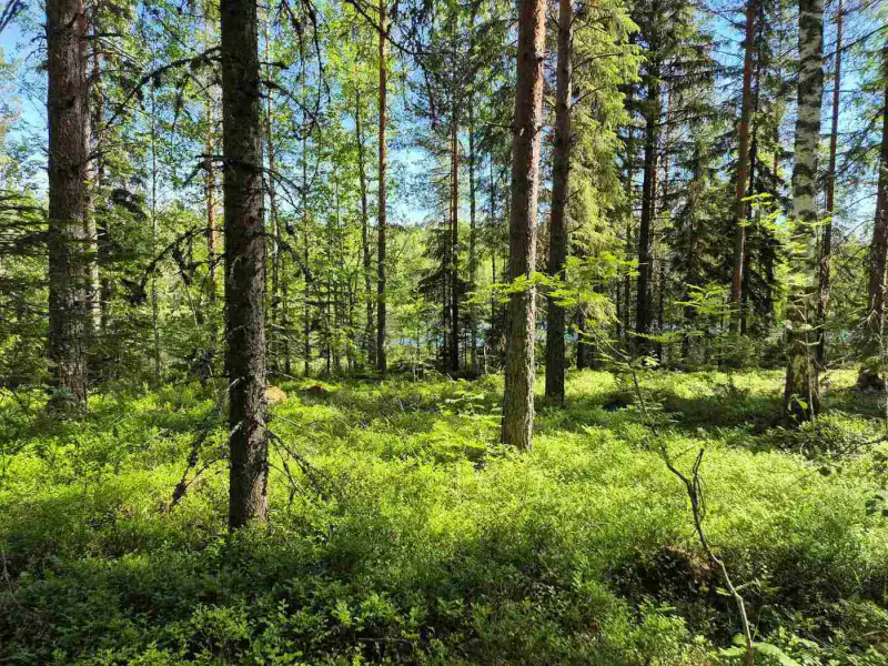 Terrain rive nord-est Ruokojärvi, 5 252 m² (tontti 2) — Ruokojärvi / Pieksämäki — 4