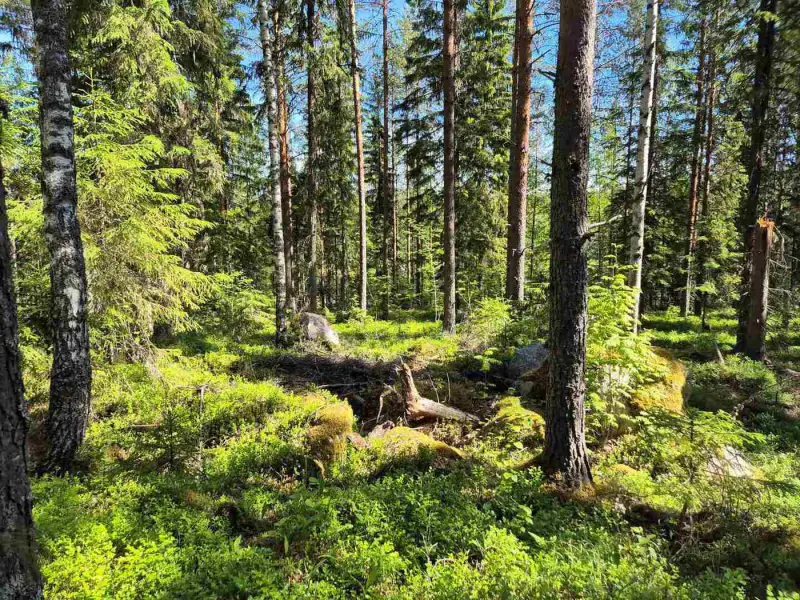 Terrain rive nord-est Ruokojärvi, 5 252 m² (tontti 2) — Ruokojärvi / Pieksämäki — 11