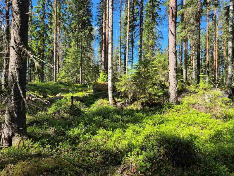 Terrain rive nord-est Ruokojärvi, 5 252 m² (tontti 2) — Ruokojärvi / Pieksämäki — 6