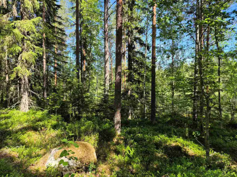 Terrain rive nord-est Ruokojärvi, 5 252 m² (tontti 2) — Ruokojärvi / Pieksämäki — 5