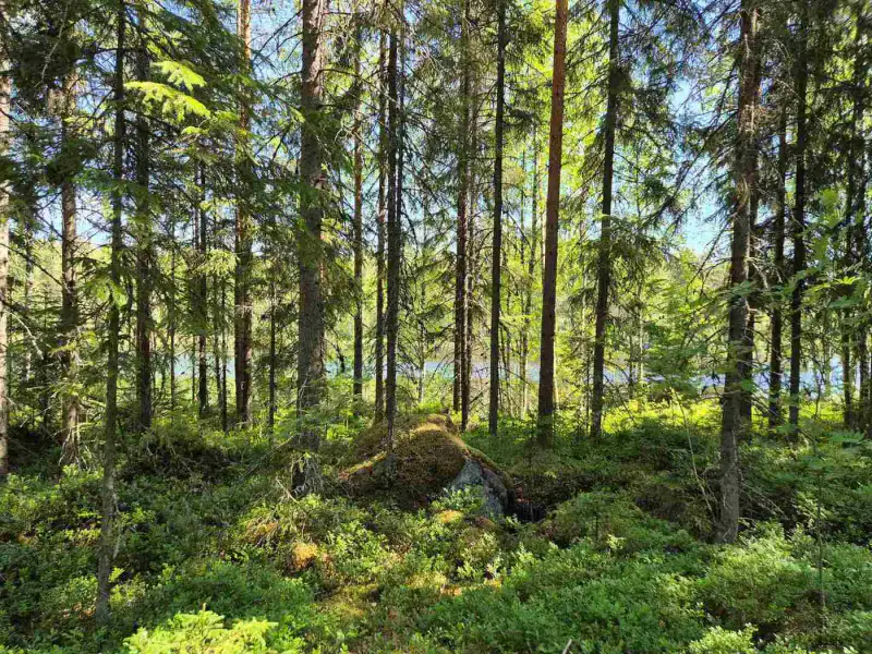 Terrain rive nord-est Ruokojärvi, 5 345 m² (tontti 3) — Ruokojärvi / Pieksämäki — 3