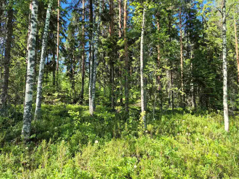 Terrain rive nord-est Ruokojärvi, 5 345 m² (tontti 3) — Ruokojärvi / Pieksämäki — 9
