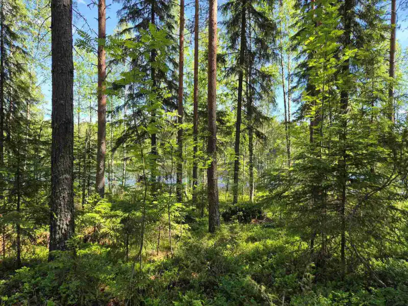 Terrain rive nord-est Ruokojärvi, 5 345 m² (tontti 3) — Ruokojärvi / Pieksämäki — 5