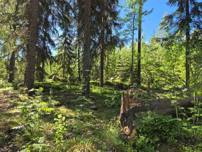 Terrain rive nord-est Ruokojärvi, 5 345 m² (tontti 3) — Ruokojärvi / Pieksämäki — 7