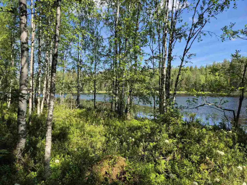 Terrain rive nord-est Ruokojärvi, 5 345 m² (tontti 3) — Ruokojärvi / Pieksämäki — 4