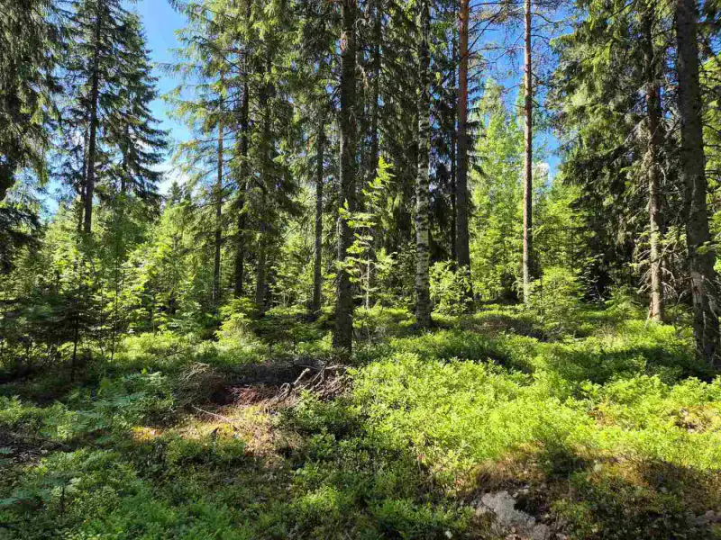 Terrain rive nord-est Ruokojärvi, 5 345 m² (tontti 3) — Ruokojärvi / Pieksämäki — 8