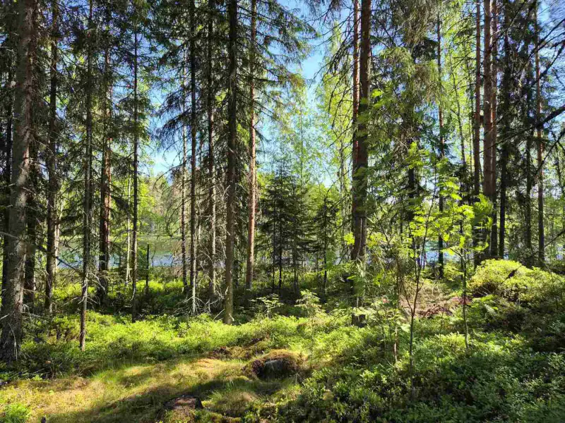 Terrain rive nord-est Ruokojärvi, 5 345 m² (tontti 3) — Ruokojärvi / Pieksämäki — 6