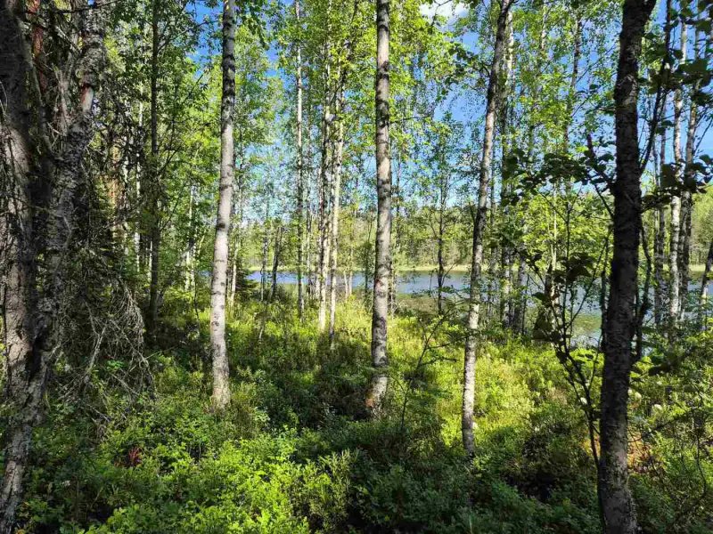 Terrain rive nord-est Ruokojärvi, 5 345 m² (tontti 3) — Ruokojärvi / Pieksämäki — 2