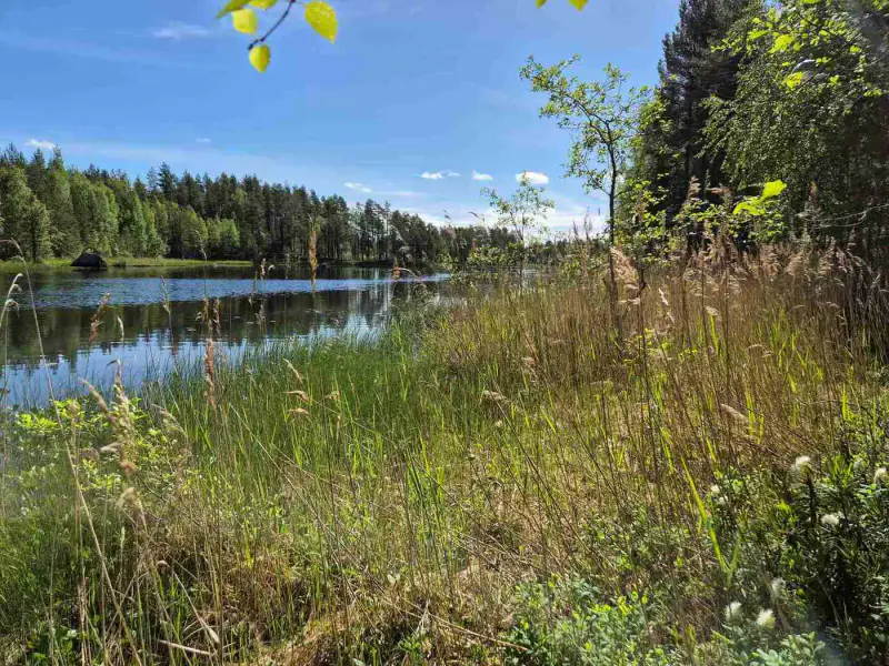 Terrain rive nord-est Ruokojärvi, 5 489 m² (tontti 1) — Ruokojärvi / Pieksämäki — 3