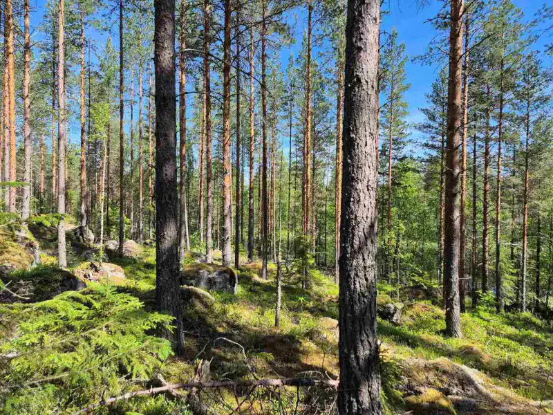 Terrain rive nord-est Ruokojärvi, 5 489 m² (tontti 1) — Ruokojärvi / Pieksämäki — 8
