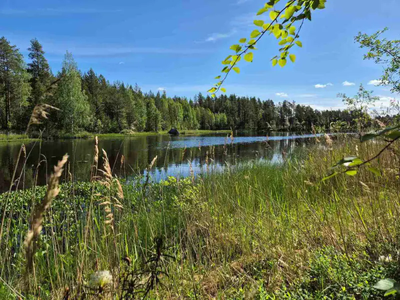 Terrain rive nord-est Ruokojärvi, 5 489 m² (tontti 1) — Ruokojärvi / Pieksämäki — 11