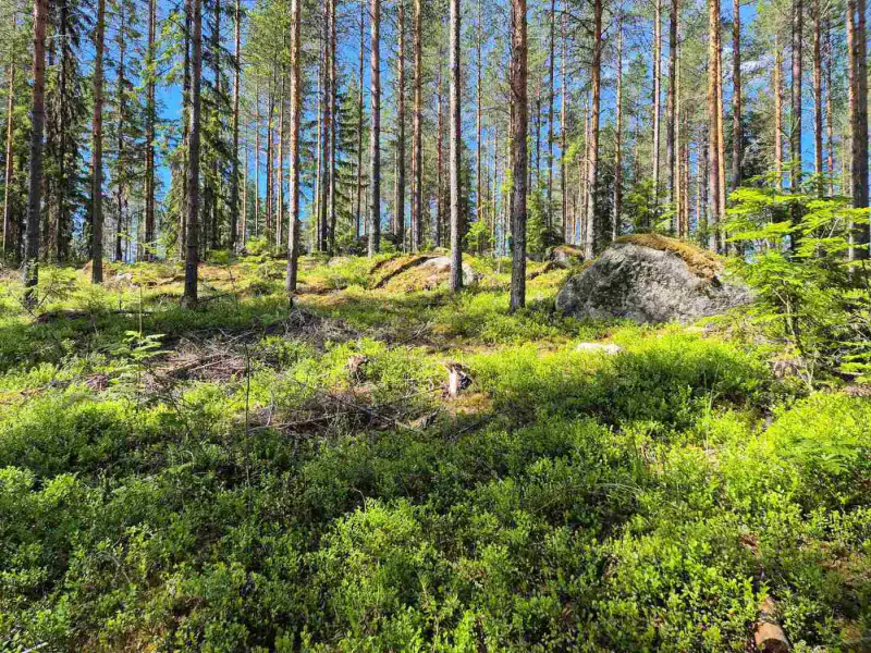 Terrain rive nord-est Ruokojärvi, 5 489 m² (tontti 1) — Ruokojärvi / Pieksämäki — 6