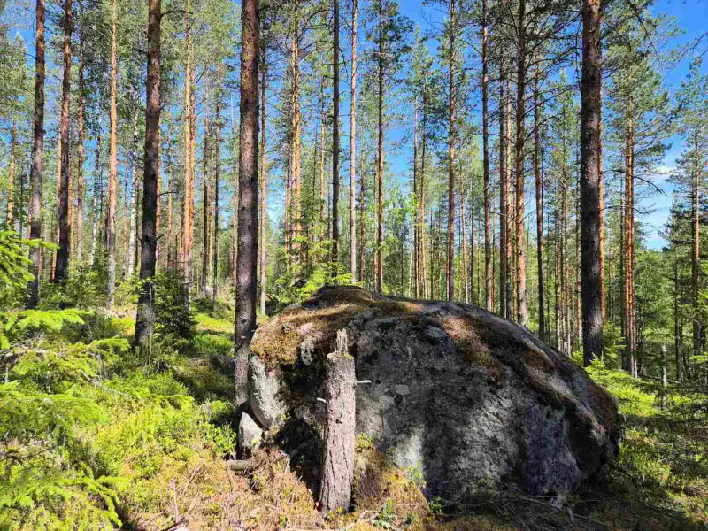 Terrain rive nord-est Ruokojärvi, 5 489 m² (tontti 1) — Ruokojärvi / Pieksämäki — 9