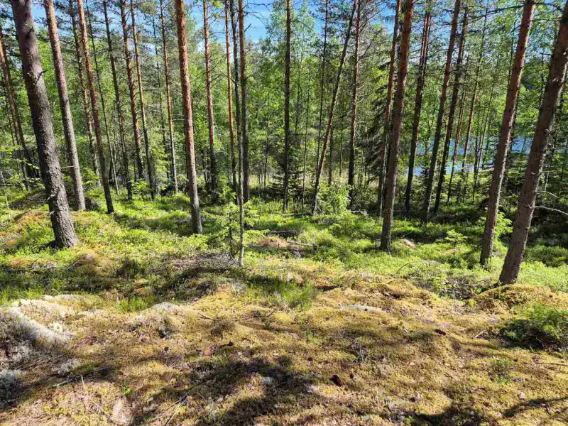 Terrain rive nord-est Ruokojärvi, 5 489 m² (tontti 1) — Ruokojärvi / Pieksämäki — 2
