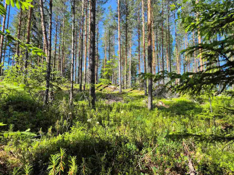 Terrain rive nord-est Ruokojärvi, 5 489 m² (tontti 1) — Ruokojärvi / Pieksämäki — 7
