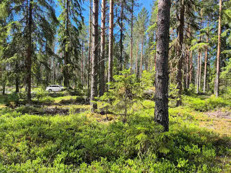Terrain rive nord-est Ruokojärvi, 5 489 m² (tontti 1) — Ruokojärvi / Pieksämäki — 10