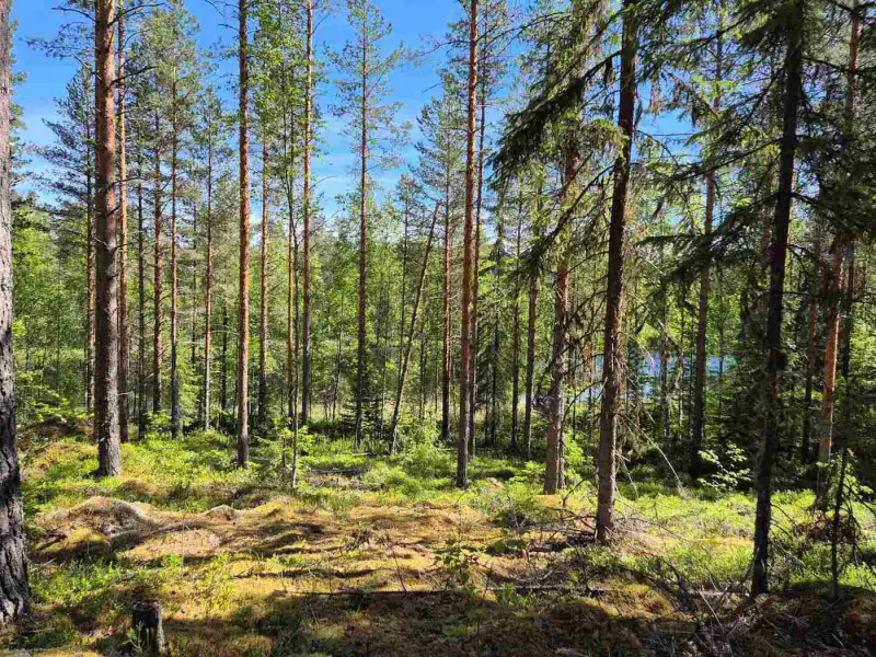 Terrain rive nord-est Ruokojärvi, 5 489 m² (tontti 1) — Ruokojärvi / Pieksämäki — 4