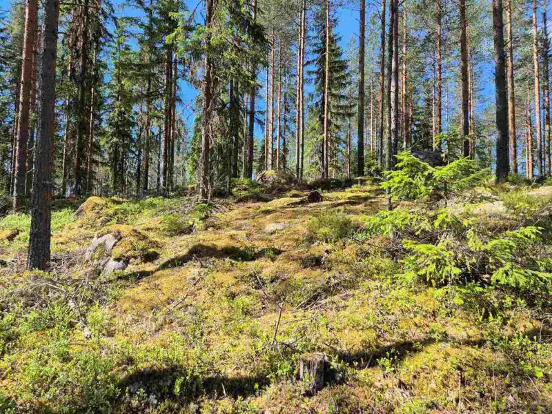 Terrain rive nord-est Ruokojärvi, 5 489 m² (tontti 1) — Ruokojärvi / Pieksämäki — 5